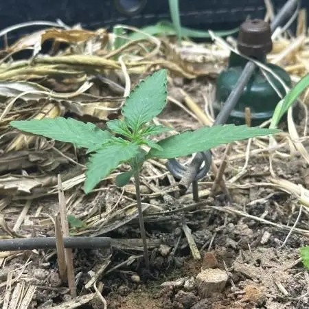 Kamala OG