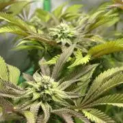 Kong‘s Krush by GHSC