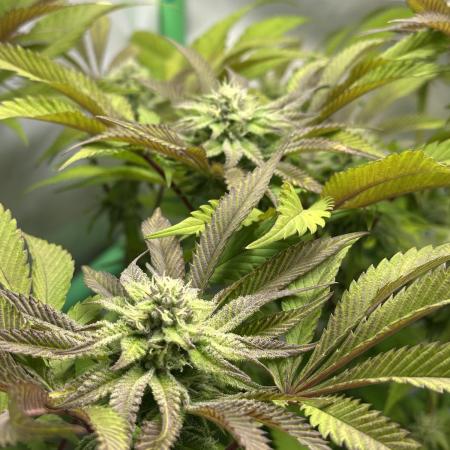 Kong‘s Krush by GHSC