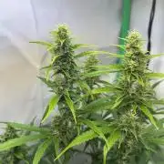 Grannys Purple 👵Living Soil by Herbies