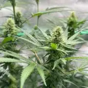 Runtz Punch 🥊 Living Soil by Herbies