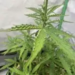 Kamala OG by Fastbuds