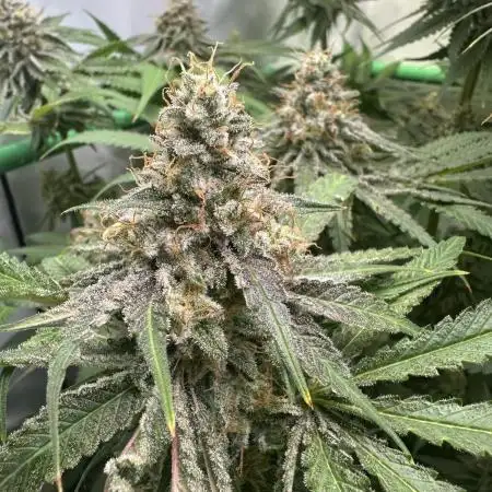 Gran Jefa Living Soil