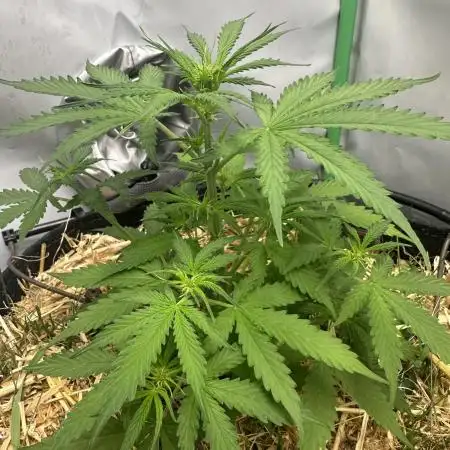 Orange President by Fastbuds