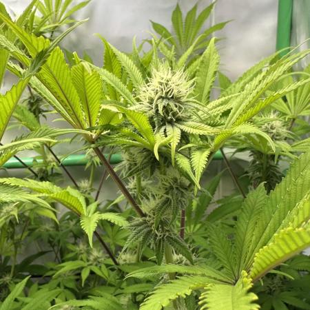 La Gran Jefa #2 by GHSC