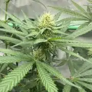 Runtz Punch 🥊 Living Soil by Herbies