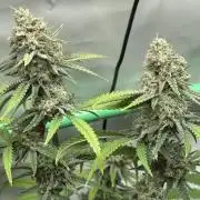 Mango Sapphire