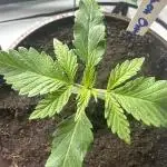 Lemon Orange by GHSC