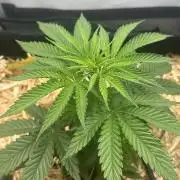 Lemon Orange by GHSC