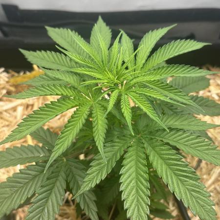 Lemon Orange by GHSC