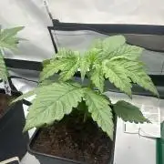 Kong‘s Krush by GHSC