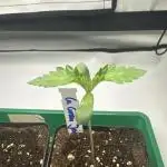 La Gran Jefa by GHSC