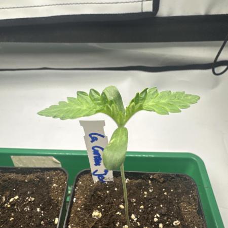 La Gran Jefa by GHSC