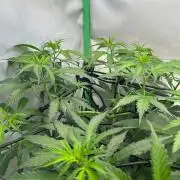 Grandmommy Purple 👵