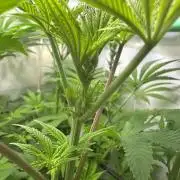 Lemon Orange by GHSC