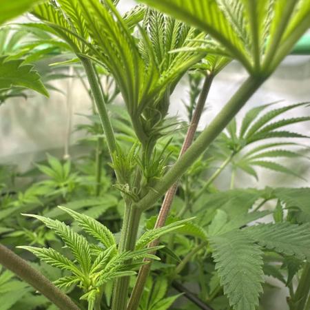 Lemon Orange by GHSC