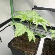 La Gran Jefa by GHSC