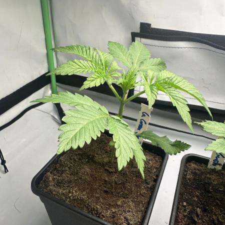 La Gran Jefa by GHSC