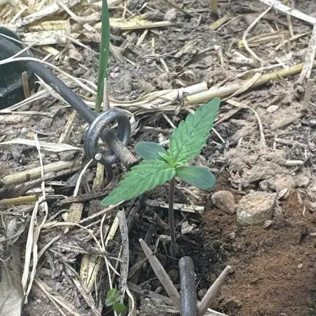 Kamala OG