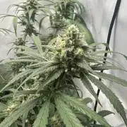 DDos#33 by Herbies Seeds