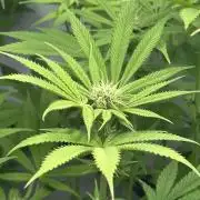 Lemon Orange #2 by GHSC