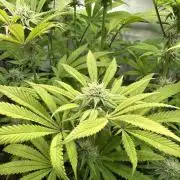 Lemon Orange #2 by GHSC