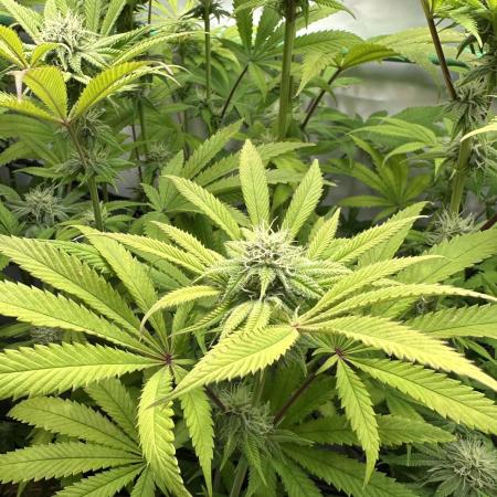 Lemon Orange #2 by GHSC