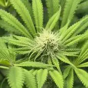 La Gran Jefa by GHSC