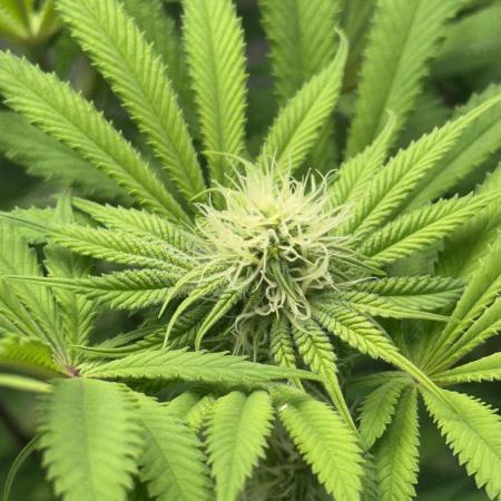 La Gran Jefa by GHSC