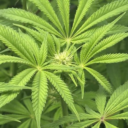 Lemon Orange #2 by GHSC