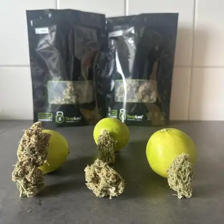 DDos#33 by Herbies Seeds