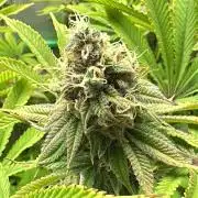 Lemon Orange #2 by GHSC