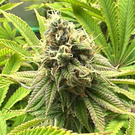 Lemon Orange #2 by GHSC
