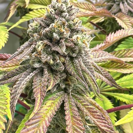 La Gran Jefa #2 by GHSC