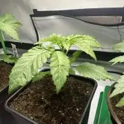 Kong‘s Krush by GHSC