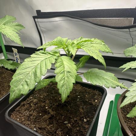 Kong‘s Krush by GHSC