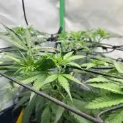 Grandmommy Purple 👵