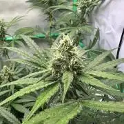 Mimosa Shot🍹 in Living Soil by Herbies
