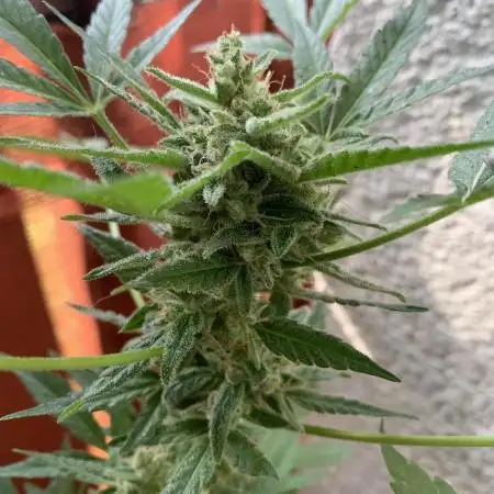 Northern Light by Divine Seeds