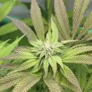 Kong‘s Krush by GHSC