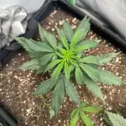 Grandmommy Purple 👵