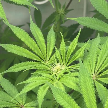 La Gran Jefa by GHSC