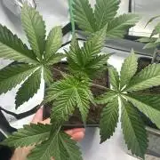 La Gran Jefa by GHSC