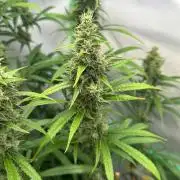 Grannys Purple 👵Living Soil by Herbies