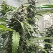 Mimosa Shot by Herbies