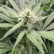 Mimosa Shot🍹 in Living Soil by Herbies