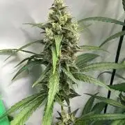 Grannys Purple 👵Living Soil by Herbies