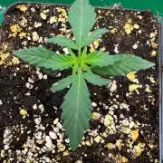 Grandmommy Purple 👵