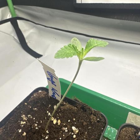 Kong‘s Krush by GHSC