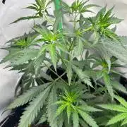 Grandmommy Purple 👵